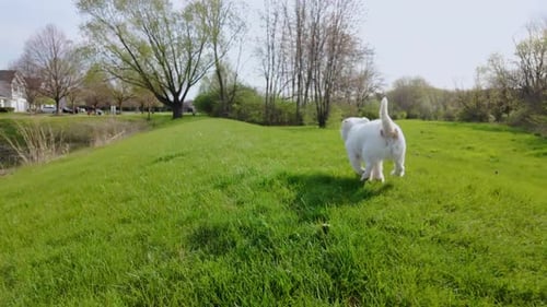 Dog Jack Russell Terrier Runs Field Green in Spring