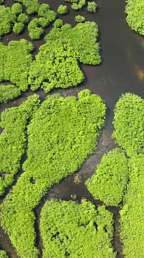 Dense Mangrove Forest with Winding Waterways Siargao Philippines