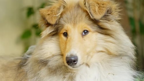 Majestic rough collie dog looking around, portrait view