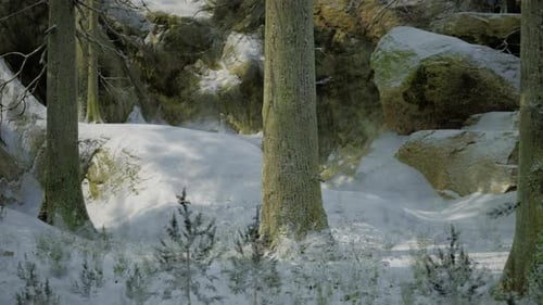 Winter Forest Scene with Gently Falling Snow