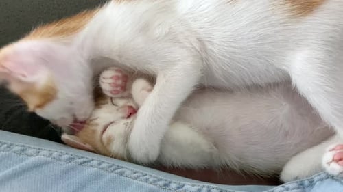 Close up shot of two cute baby cats cuddling and licking each other indoors