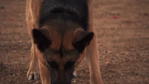 German shepherd biting a tennis ball at Lucerne valley