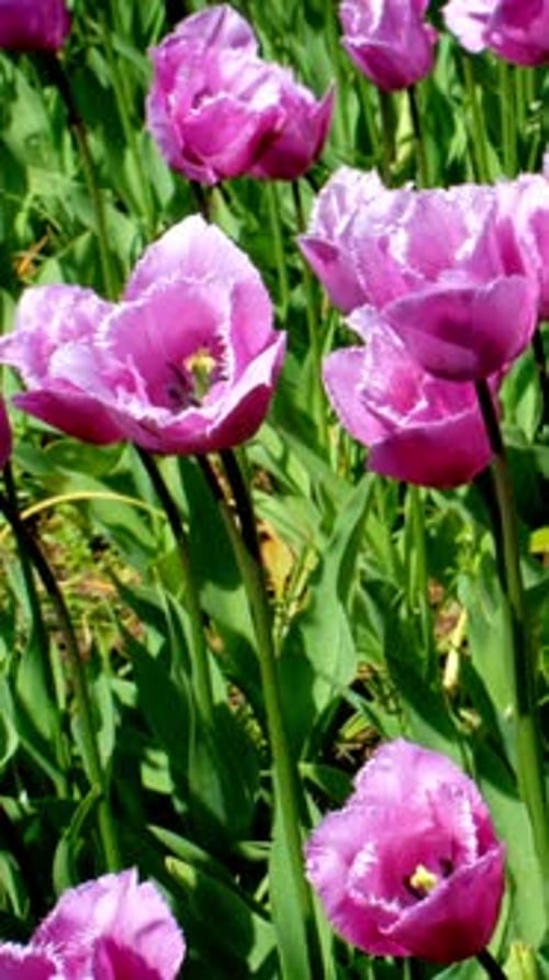 Blooming Tulips Flowerbed in Keukenhof Flower Garden Netherland