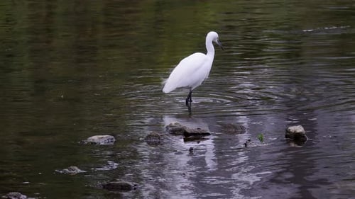 Little Egret (Egretta Garzetta) Looking For Food On The River Stream Of Yangjaecheon In South Korea.