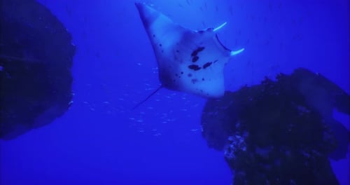Manta Ray Gliding Gracefully Through the Vibrant Blue Ocean Waters