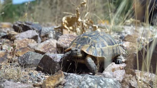 Turtle is walking on street floor Sea turtle crawling on rocks and rocks in wild