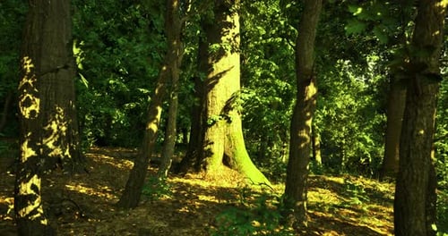La lumière du soleil filtre à travers les arbres d'une forêt verdoyante à midi