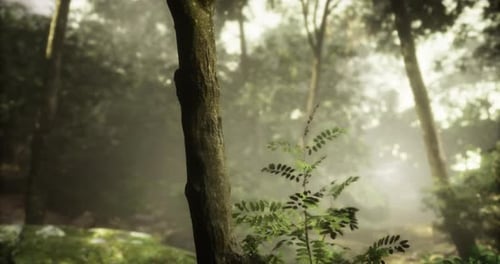 Lush Green Forest with Soft Sunlight Filtering Through the Trees