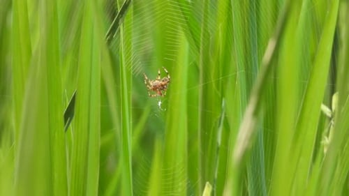 Spider making web for pry Home .