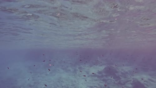 Underwater footage of black fish swimming in blue water of Greece