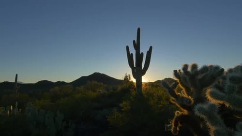 Sunset Silhouette Over Desert Cactus and Distant Mountain Horizon