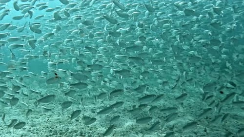 A Large Shoal of Bait Fish Swimming Through the Ocean's Depths - Underwater Shot