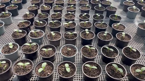 Pepper Seedlings in Pots Greenhouse Panorama
