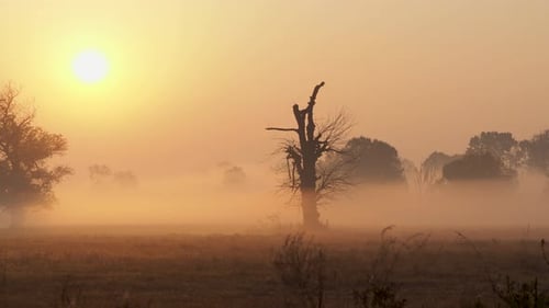 Shot of morning mist over open field at sunrise. Trees in the fog. Magic autumn morning.