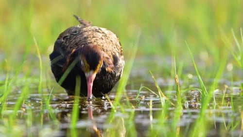 Ruff looking for insects in the wetlands, sunlit, slow motion
