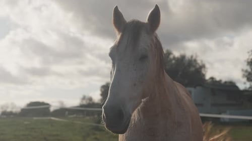 Horse In The Pasture Of A Farm - Close Up