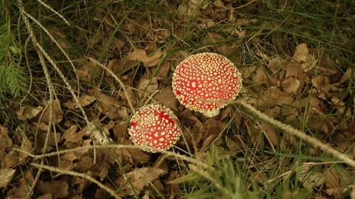 Fly Agaric Toadstools Growing in Forest