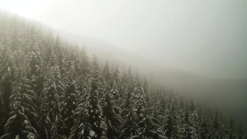 Pine Tree Forest With Snow Covered In Thick Fog In Olympic Peninsula, Washington, USA. - aerial flyo