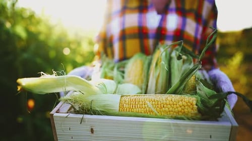 Close Up in Hands of Farmer Carries Basket with Fresh Harvest of Corn Cobs with Leaves and Peel