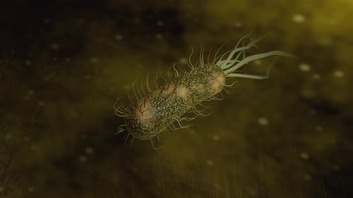 Bacteria