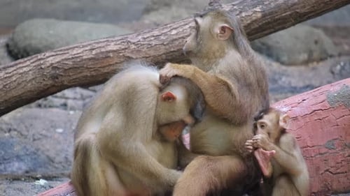 Eine Gruppe von Affen sitzt nebeneinander auf einem Felsen