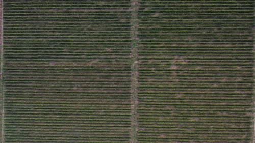 Aerial Drone Top View Symmetry Shot of Sunny Wineyard