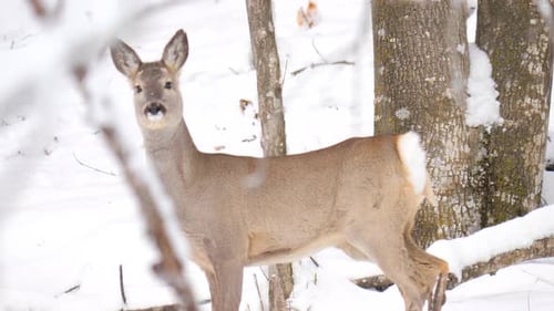 Roe deer standing alert and walking in snowy alpine forest, sniffing the air and