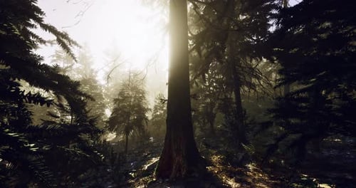 Enchanted Forest Light Filtering Through Tall Trees at Dawn or Dusk