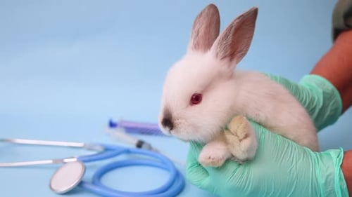 Small White Rabbit in Medical Examination