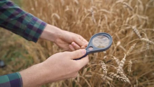 An Farmer Stands in the Field of Rye and Looks at the Ears of Rye and Seeds Through a Magnifying