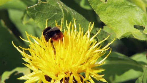 A macro close up shot of a bumble bee on a yellow flower searching for food.