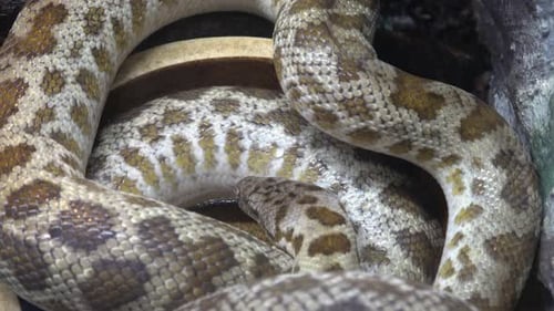 Exotic snake in terrarium. Dangerous animals.