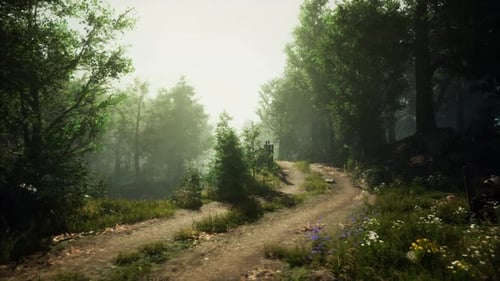 A Serene Forest Path Surrounded By Nature
