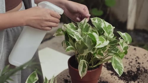 Girl Refreshing Green Leaves of Domestic Plant in Flowerpot After Replanting