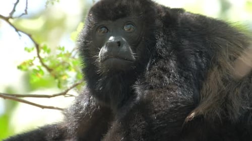 El mono aullador de manto (Alouatta palliata) se relaja en el árbol de un bosque de Costa Rica