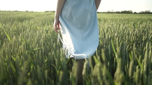 Young girl walks through green wheat field and touches the wheatear