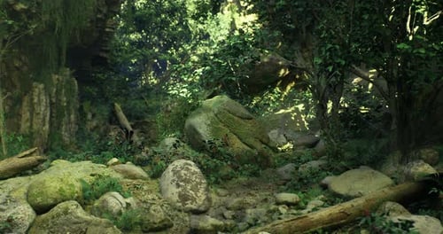 Lush Green Forest with Rocky Path and Natural Sunlight Streaming Through Trees