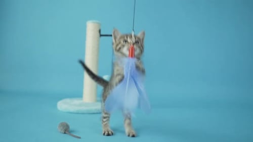 Playful Kitten Plays with Feather Toy