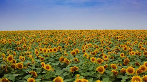 Top view agriculture field with blooming sunflowers.