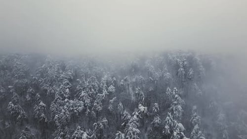 Aerial View of Snow Covered Forest in Winter