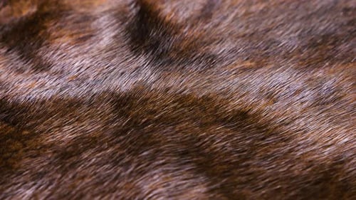 Brown natural mink fur close-up rotates on display. Texture of thick shiny fur close-up.