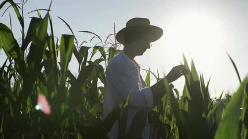 A girl agronomist stands on a field of corn plantation green leaves, a farmer girl in a hat examines