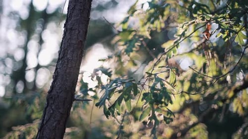 Sunlit tree trunk and foliage in forest