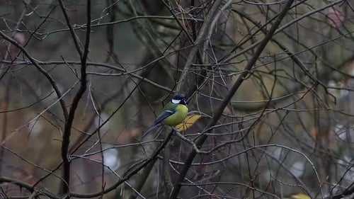 Kohlmeise versteckt sich im Winter zwischen den Ästen