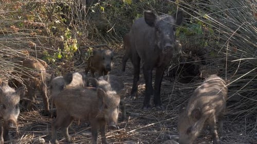 Wild Boars