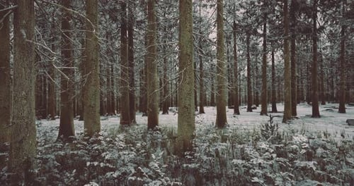Snow Covered Forest with Tall Trees and Tranquil Atmosphere During Winter