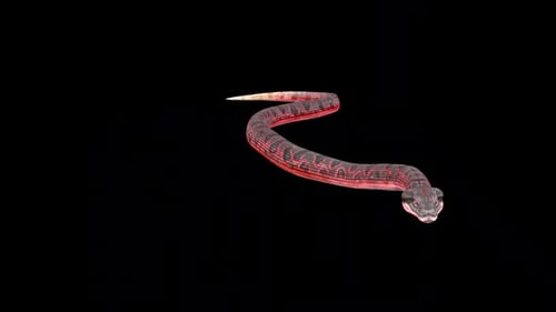 Anaconda Walk Langsam