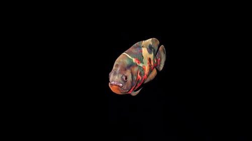 Oscar Fish Swim