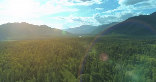 Aerial View Low Flight Above Evergreen Pine Tree Landscape with Endless Mountain Forest at Sunny
