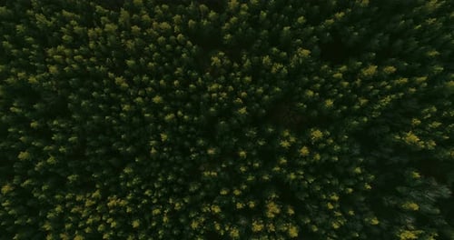 Woodland Countryside Aerial View Forest Top View